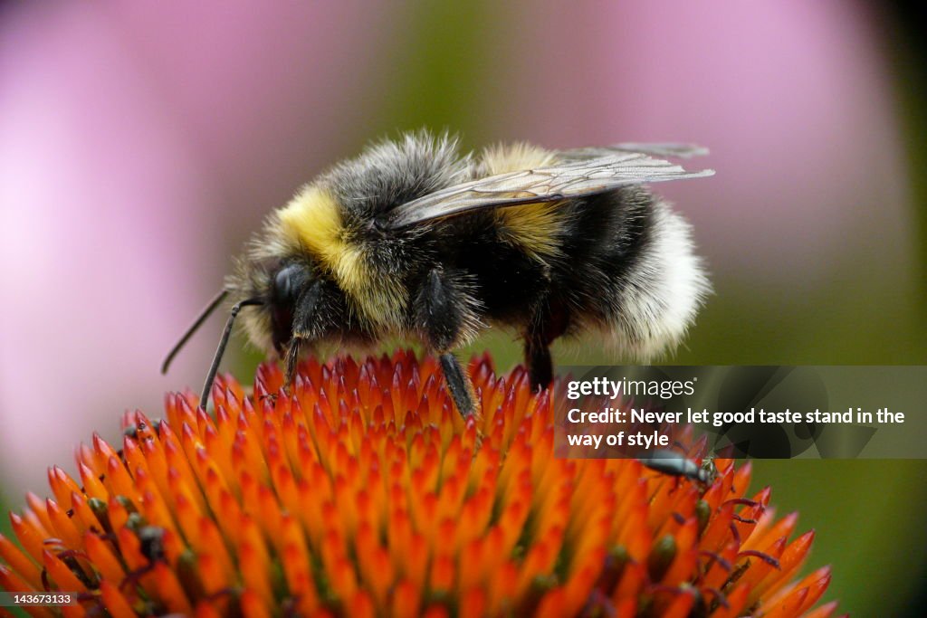 Bee on Echinacea flower