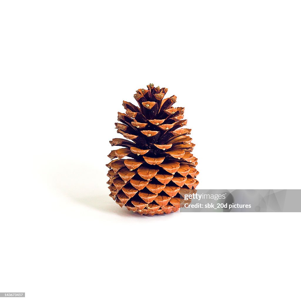 Cone of pine