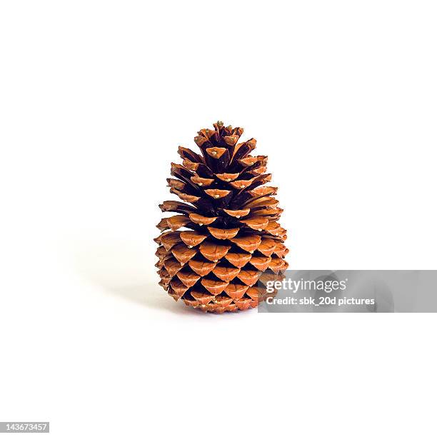 cone of pine - pine cone stock pictures, royalty-free photos & images