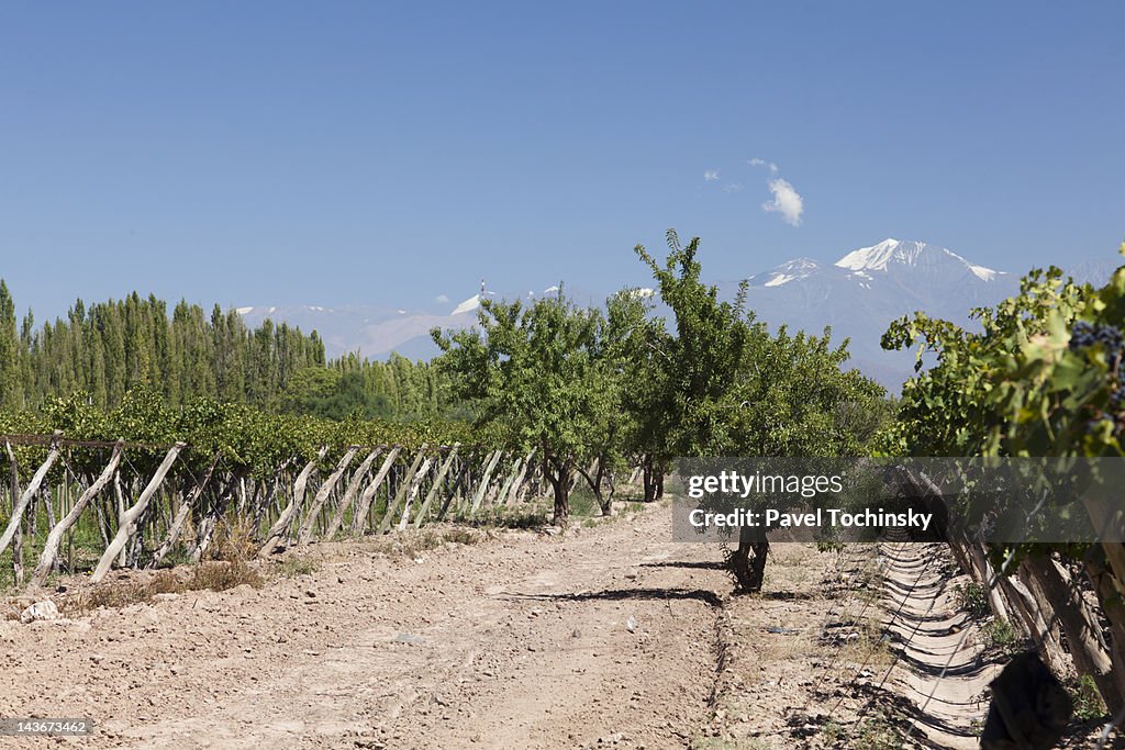 Mendoza wineries, in the foothills of the Andes