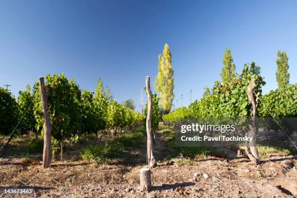 mendoza wineries, in the foothills of the andes - argentina vineyard stock pictures, royalty-free photos & images