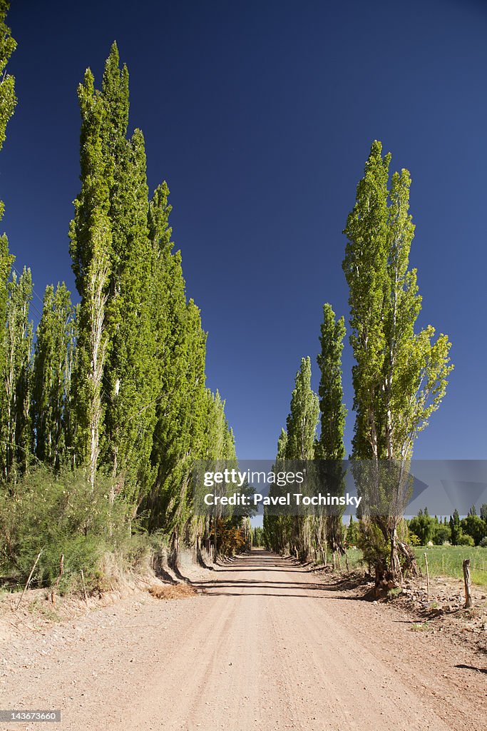 Poplar trees lining local streets of Barreal