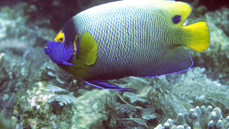 Yellow Anglet Yellow Angelfish Videos and HD Footage - Getty Images