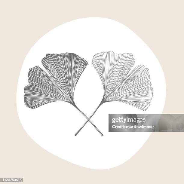 simple drawing of ginkgo leaves - martinwimmer stock illustrations