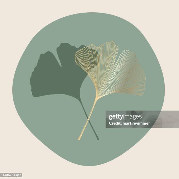 stockillustraties, clipart, cartoons en iconen met simple drawing of ginkgo leaves - ginkgo