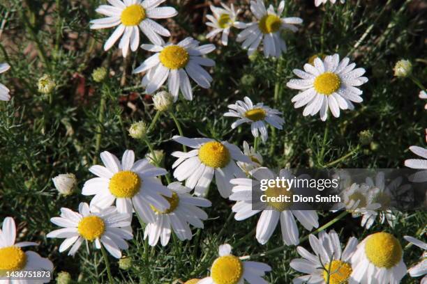daisys in the forrest - brampton photos et images de collection
