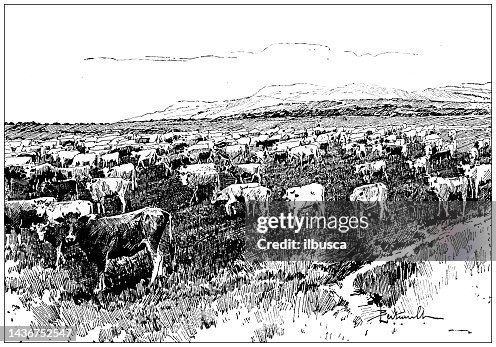 Antique image: Pasture Antique image: Pasture