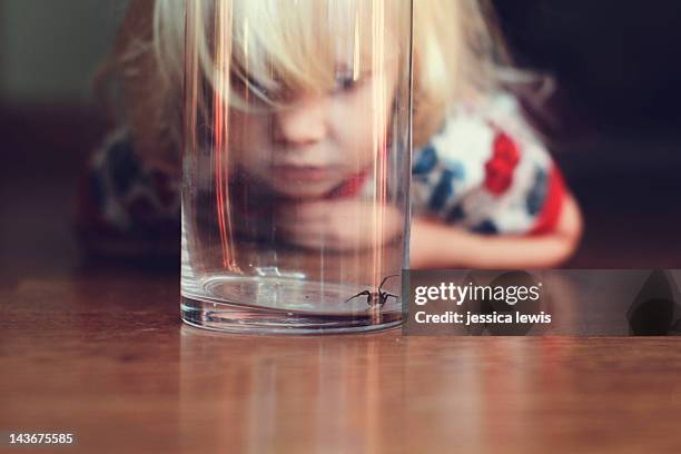 child watching black widow spider - vedova nera foto e immagini stock