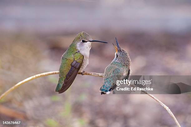 costa's hummingbird female ready to feed her chick - コスタハチドリ ストックフォトと画像