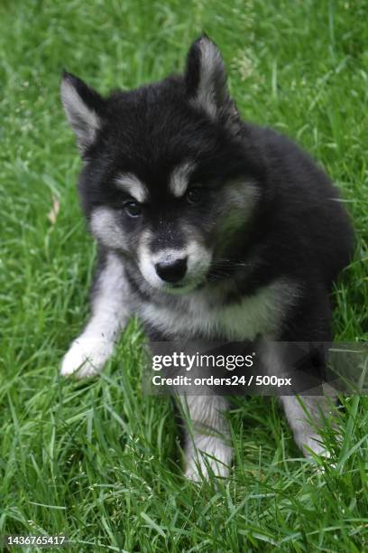 up close face of an alusky puppy dog sitting - malamute stock-fotos und bilder