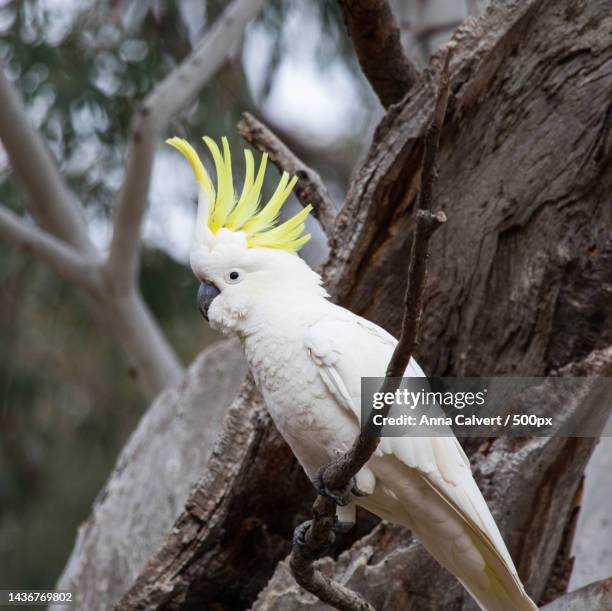 close-up of cockatoo perching on tree,canberra,australia - cockatoo stock pictures, royalty-free photos & images