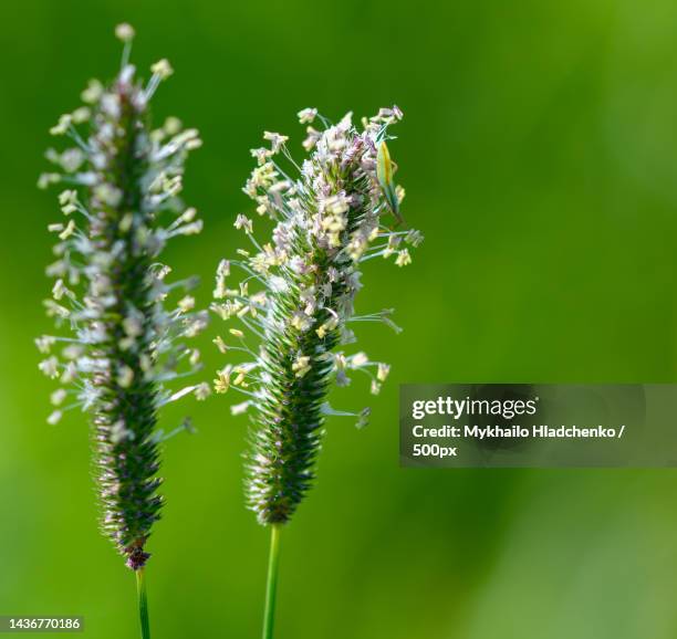long thin plant bug on timothy grass,lviv,ukraine - plantago lanceolata stock pictures, royalty-free photos & images
