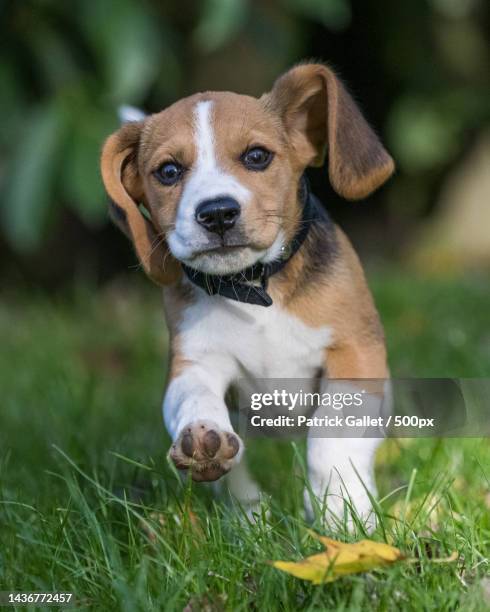 portrait of beagle running on field - ビーグル ストックフォトと画像