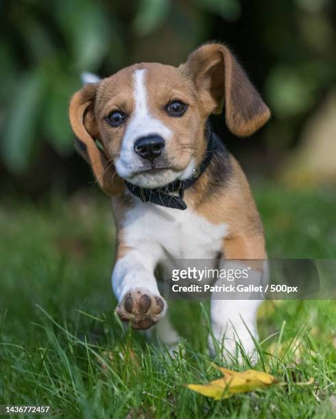portrait of beagle running on field - beagle imagens e fotografias de stock