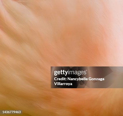 Close up of Flamingo Feathers Close up of Flamingo Feathers