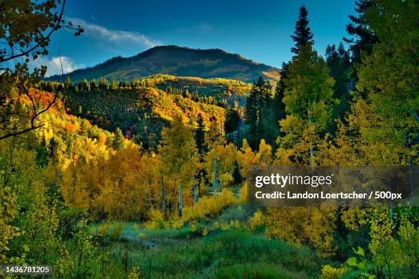 Alpine Loop Views Fall 67 Alpine Loop Utah Stock Photos, High-Res Pictures, and Images - Getty ...