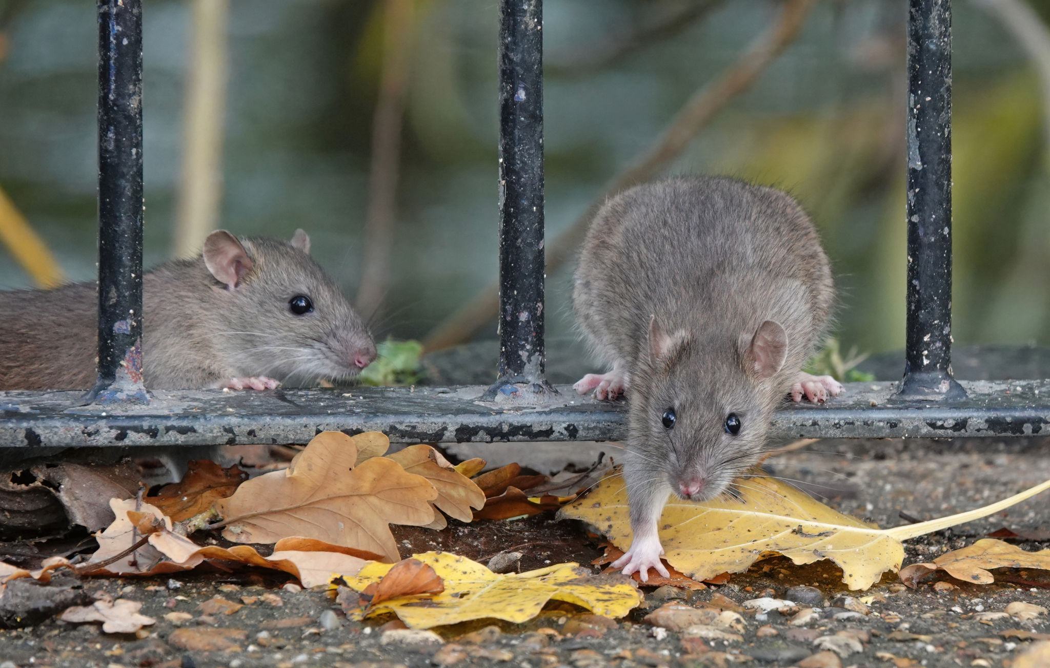 wildlife control