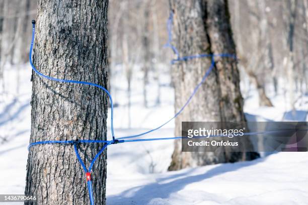 maple water running through the tubes at sugar shack, quebec, canada - sugar shack stock pictures, royalty-free photos & images