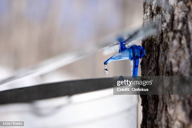 droplet of sap flowing from maple tree into a pail - sugar shack stockfoto's en -beelden