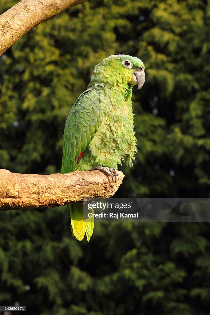 Mealy Parrot .Amazona farinosa