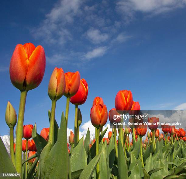 red tulips - flevoland stock pictures, royalty-free photos & images