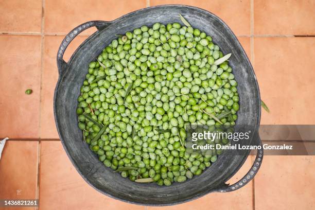 giant bucket full of fresh selected olives from mallorca - islas baleares fotografías e imágenes de stock