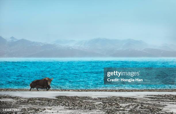 Long Horned Ox Photos and Premium High Res Pictures Getty Images Long Horned Ox Photos and Premium High Res Pictures Getty Images