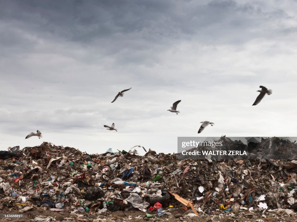 Colección de aves un círculo alrededor de la basura centro