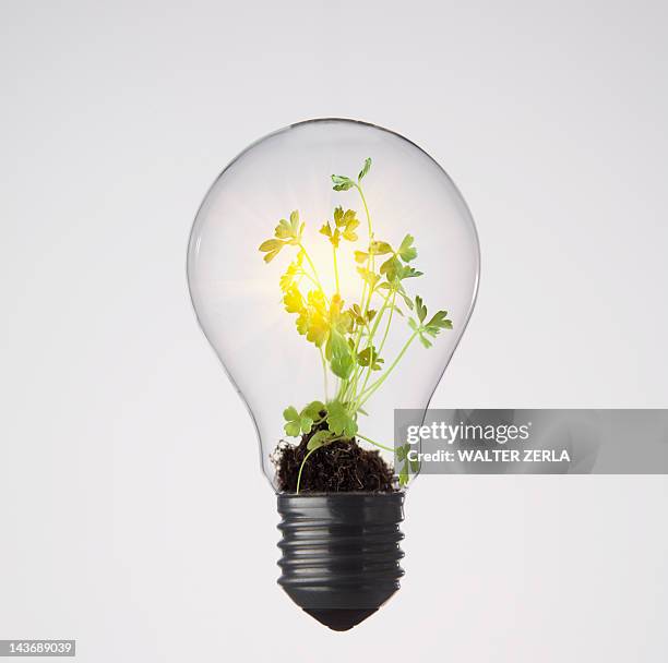 plants growing in light bulb - energy efficient lightbulb bildbanksfoton och bilder