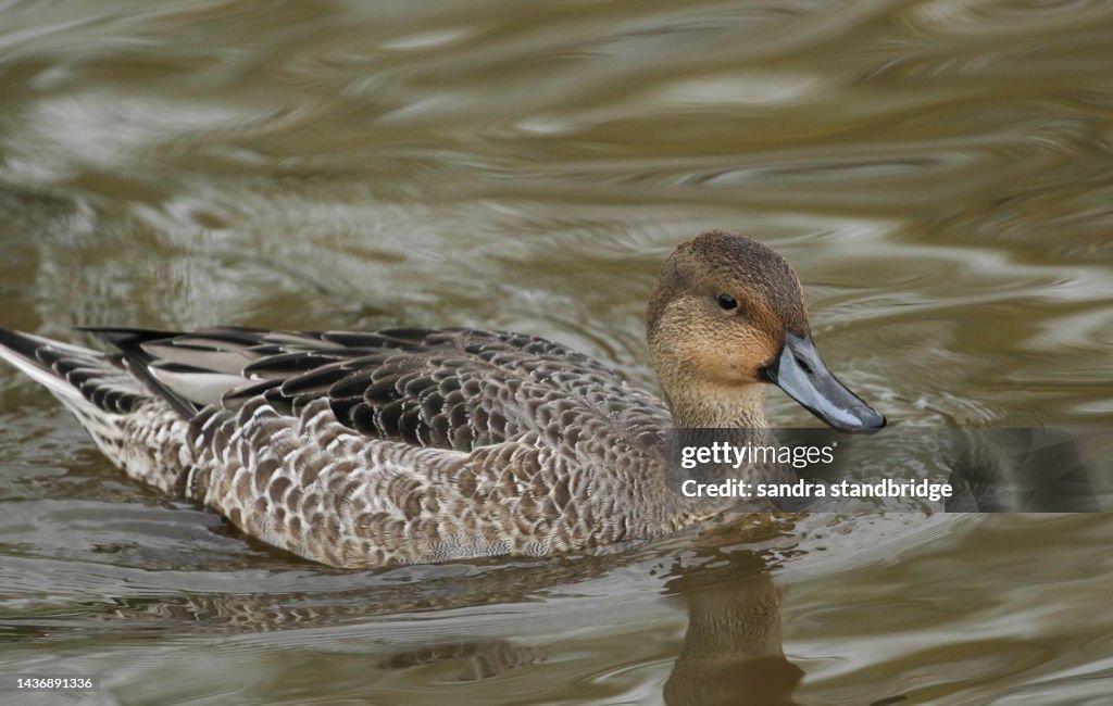 Pin Tale Female Pintail Duck: Drake Pintail – RQVIW