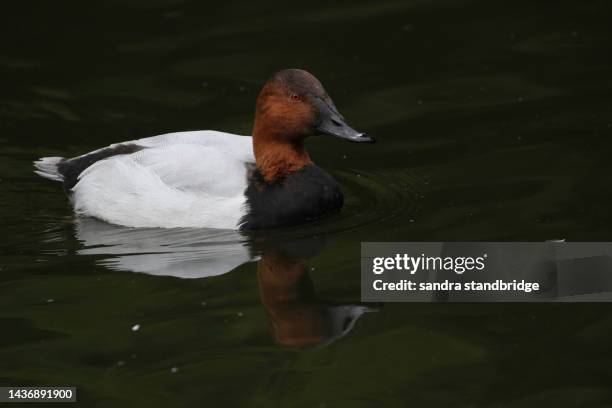 a drake canvasback duck, aythya valisineria, swimming on a pond at slimbridge wetland wildlife reserve. - canvasback-duck stock pictures, royalty-free photos & images