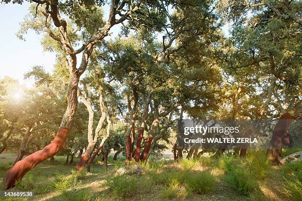 stripped cork trees in rural forest - cork tree fotografías e imágenes de stock