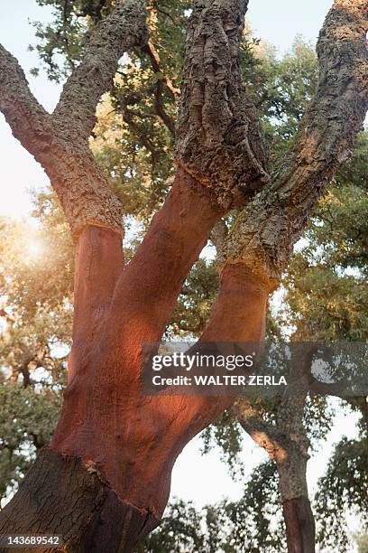 stripped cork trees in rural forest - cork tree stock-fotos und bilder