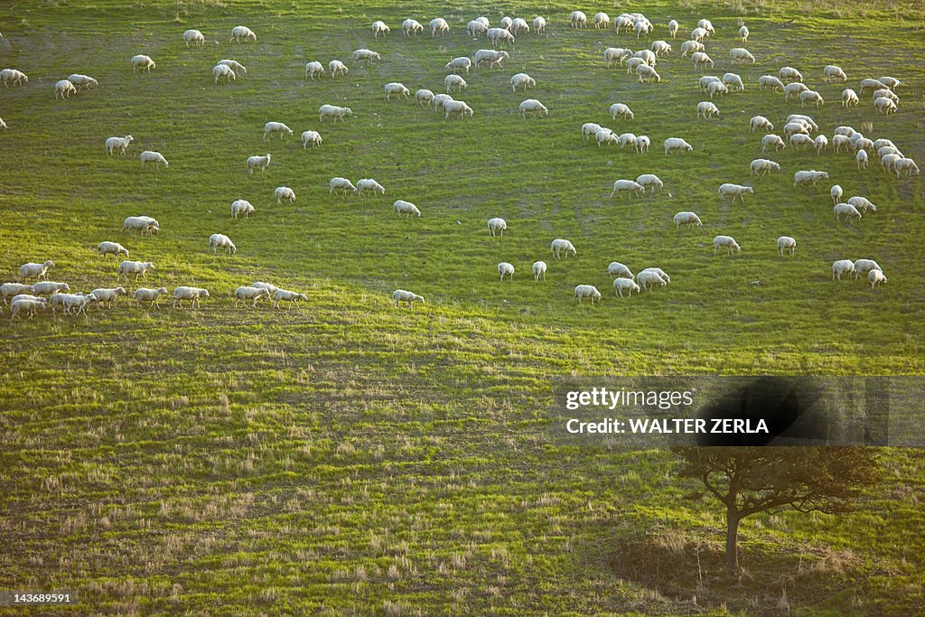 Sheep grazing on grassy hillside