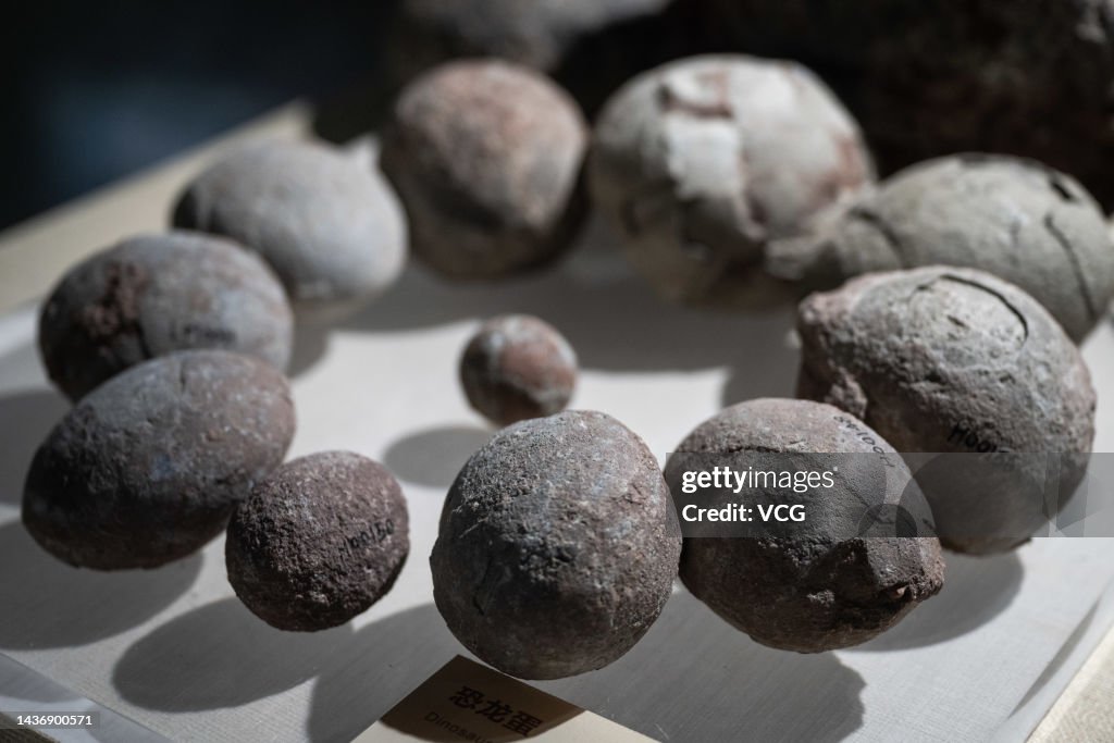 Over 20,000 Dinosaur Egg Fossils Collected at Heyuan Dinosaur Museum