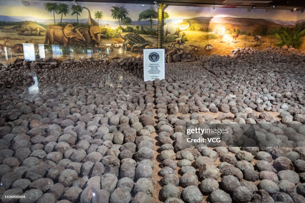 Over 20,000 Dinosaur Egg Fossils Collected at Heyuan Dinosaur Museum