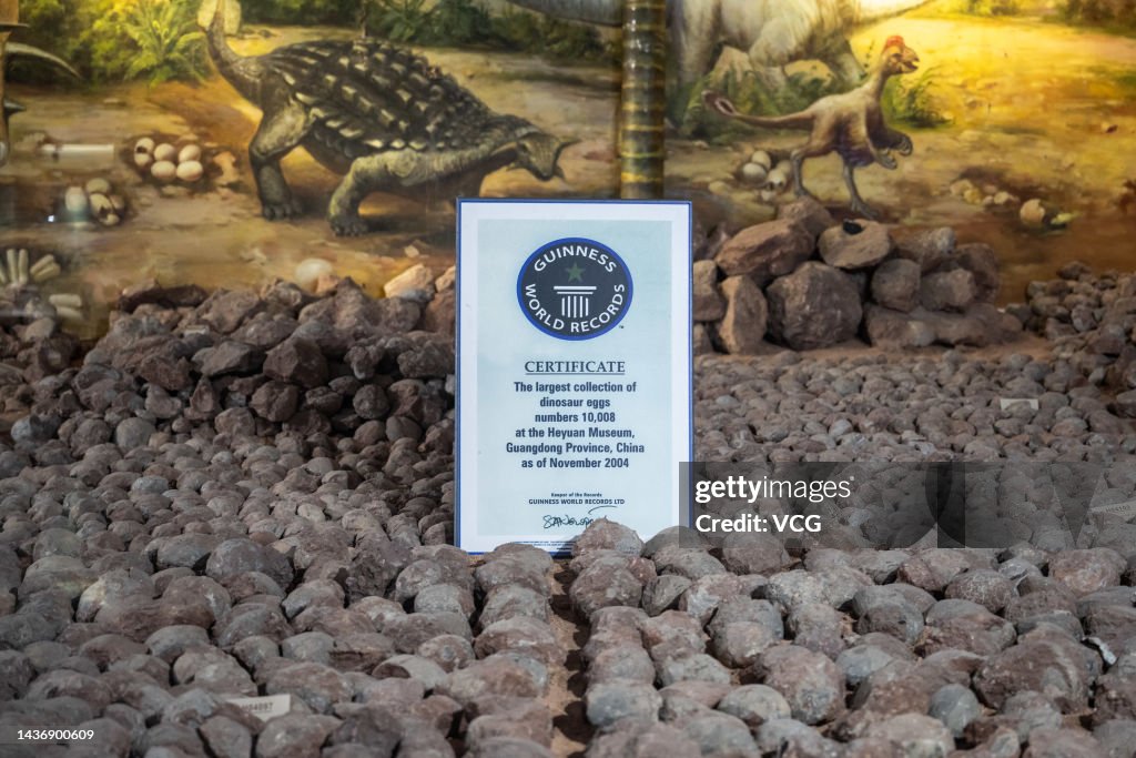 Over 20,000 Dinosaur Egg Fossils Collected at Heyuan Dinosaur Museum
