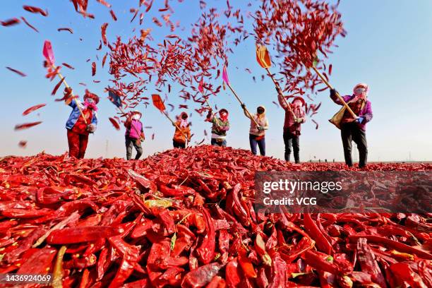 Villagers shovel red chillies to dry at Wujiang Town on October 26, 2022 in Zhangye, Gansu Province of China.