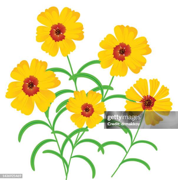 ilustraciones, imágenes clip art, dibujos animados e iconos de stock de coreopsis lanceolata, coreopsis de hoja lance - corisperma