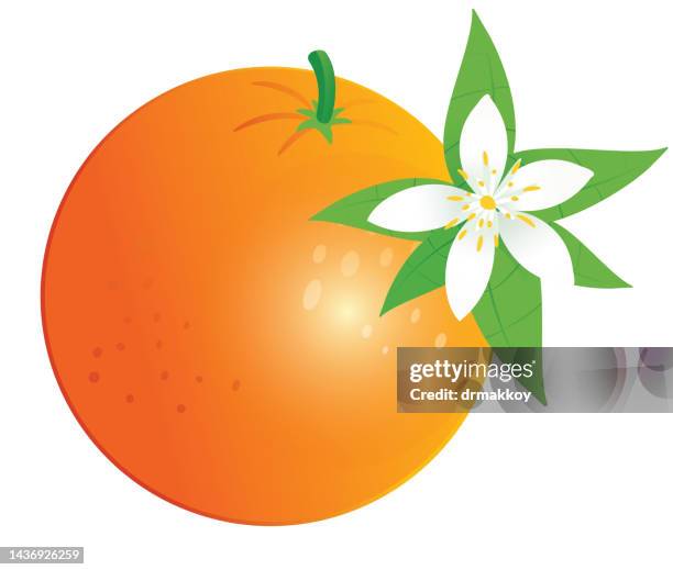 orange - orange blossom stock illustrations