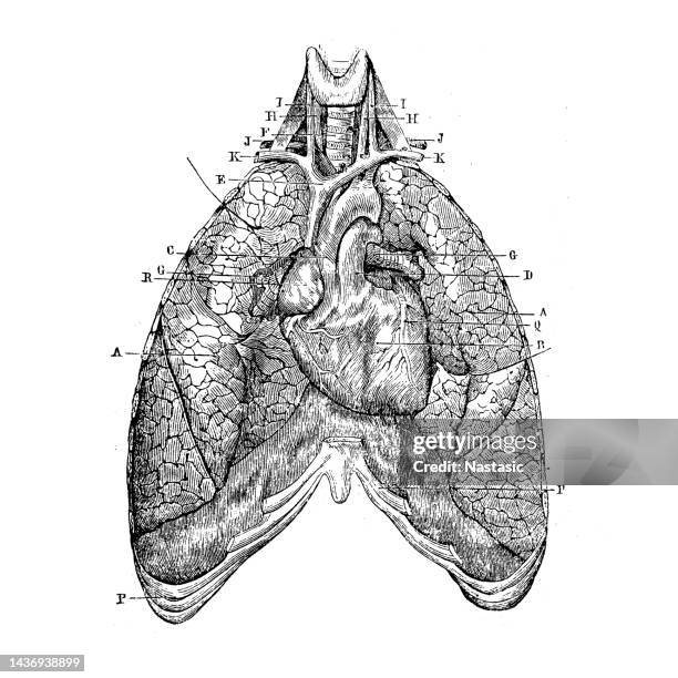 the heart and respiratory system - bronchitis stock illustrations