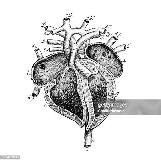ilustraciones, imágenes clip art, dibujos animados e iconos de stock de corazón humano anatomía - aorta