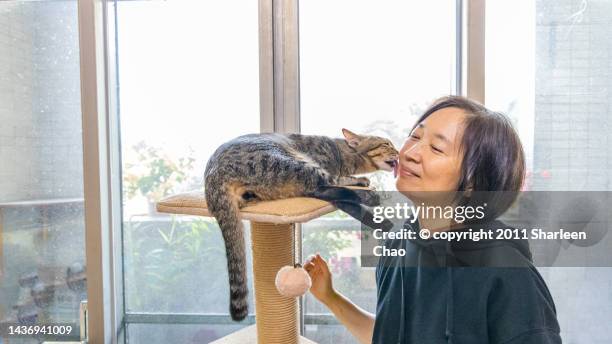 human-cat bond - taiwanese ethnicity stockfoto's en -beelden