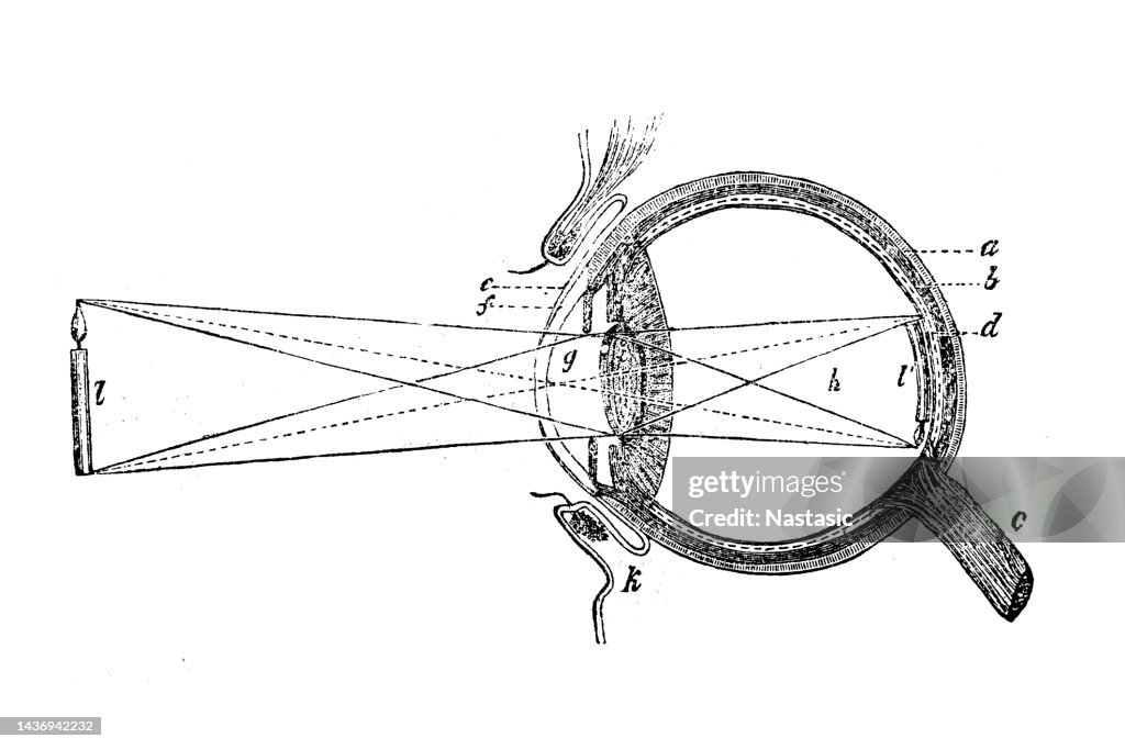Human eye