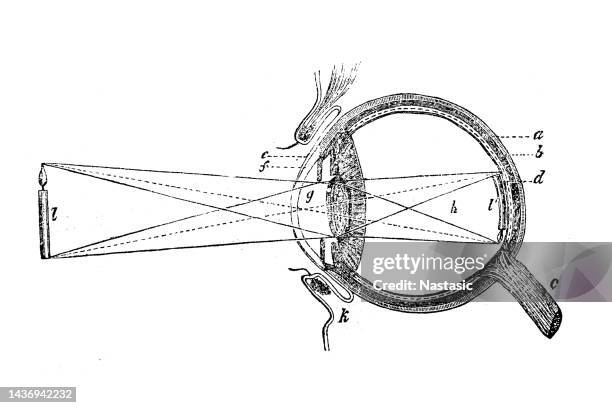 human eye - biomedical illustration stock illustrations
