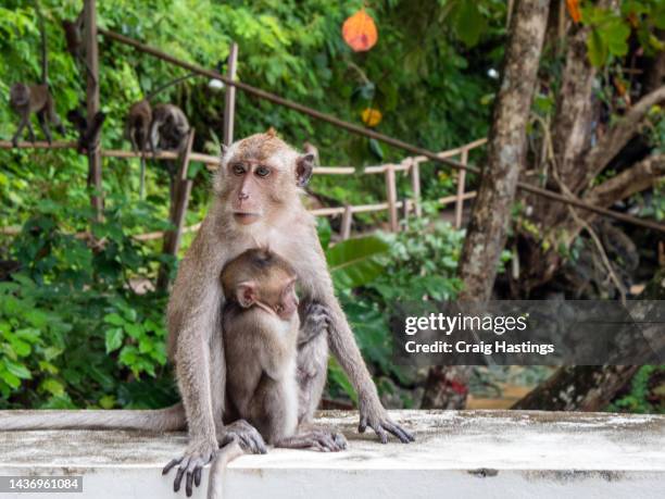 krabi thailand monkeys - extreme close up of family monkey on aonang sandy beach. tourists often feed monkeys food bought at the market and so they wait or attack tourists for it. - ape eating banana stock pictures, royalty-free photos & images