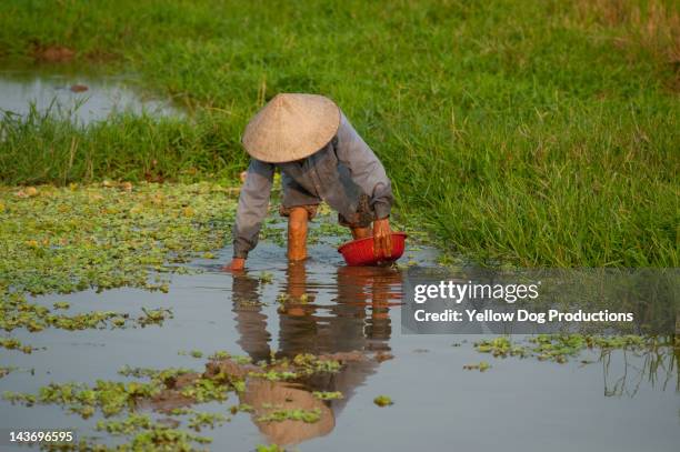 man working in rice paddy, vietnam - asian style conical hat stock pictures, royalty-free photos & images