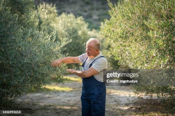 agricultores maduros recogiendo aceitunas maduras del olivo - olive orchard fotografías e imágenes de stock