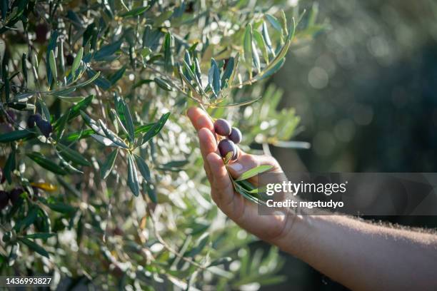 contadino che raccoglie a mano frutta fresca di oliva nera - oliva nera foto e immagini stock