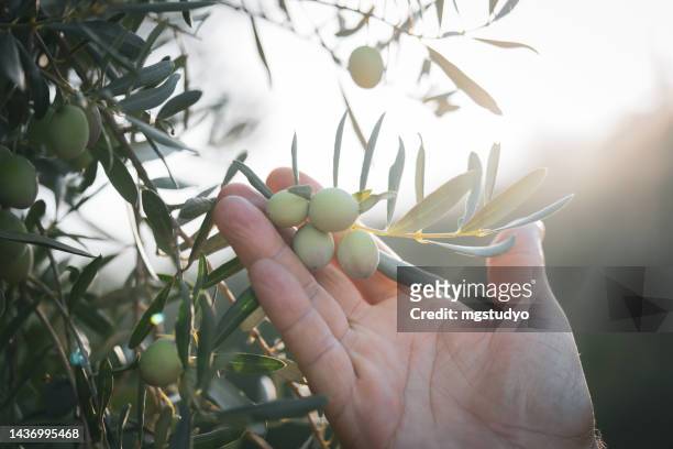 la mano del contadino caucasico controlla le olive acerbe. - ramo di ulivo foto e immagini stock